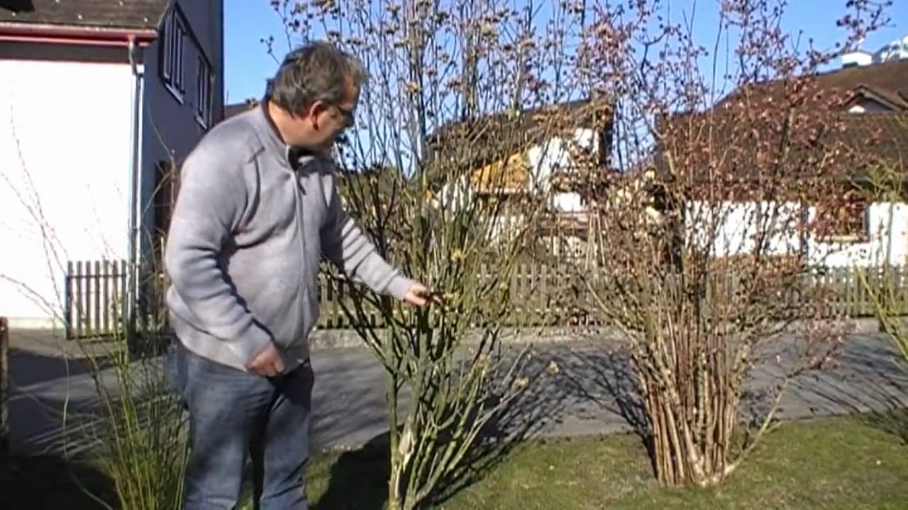 Das erkennen sie daran, wenn sie die die blütenfestigkeit . Wie schneide ich einen Gartenhibiskus - YouTube