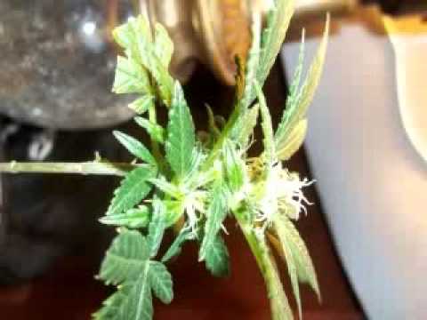 Is your leopard gecko a boy or a girl? Marijuana plant flowering early need comments.. - YouTube