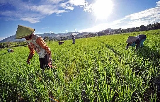 Antisipasi Dampak Perubahan Iklim Terhadap Sektor Pertanian | Barisan.co