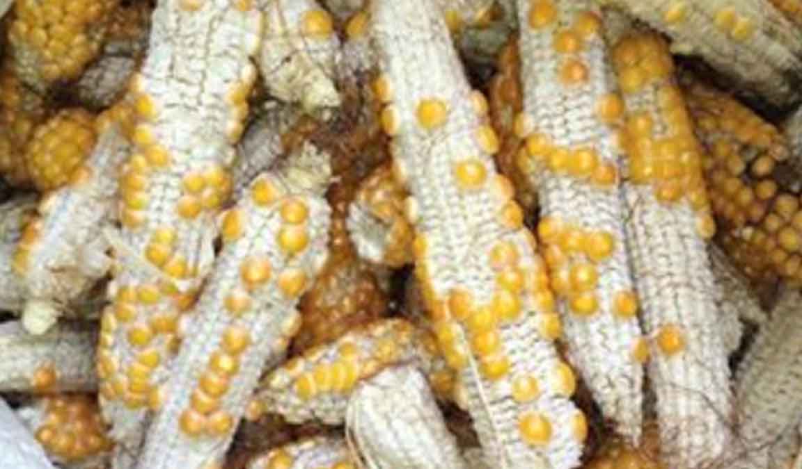 Penyakit Jagung: Jenis, Penyebab, Gejala Serangan, Hingga Cara Pencegahan - Suplemen Dan Pupuk Organik Cair Terbaik 675_x_1152_jpg