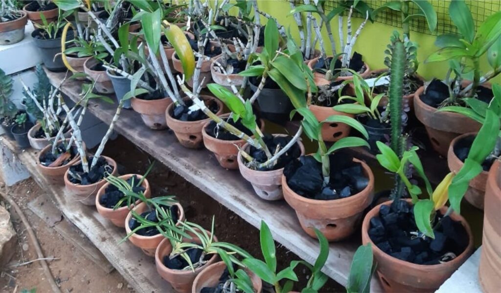 Tunas Lebih Banyak, Berikut Cara Menanam Anggrek Menguntungkan dan  Berpeluang Lebih