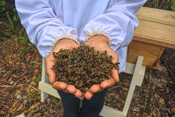 Mosquito spraying decimates honey bees - Honey Bee Suite