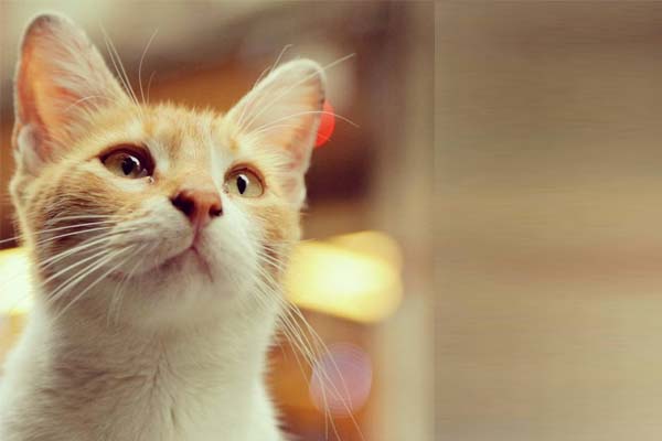 Jika Menabrak Kucing Akan Terjadi Sesuatu, Benarkah? - Islampos