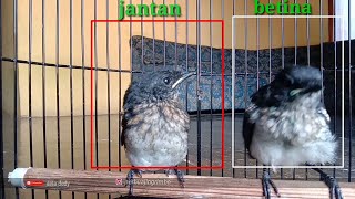 Download: Cara Membedakan Burung Kacer Jantan Dan Betina Betina Kacer Trotolan Dijamin Pokoknya .Mp4 & Mp3, 3Gp | Naijagreenmovies, Fzmovies, Netnaija 180_x_320_jpg