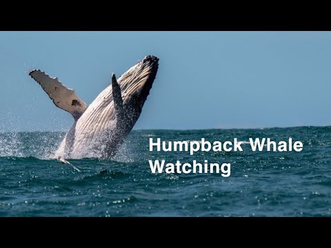 Picture Historic sightseeing cruise at boston harbor city cruises (up to 40% off). Boston Whale Watch Discount Coupons 01 2022