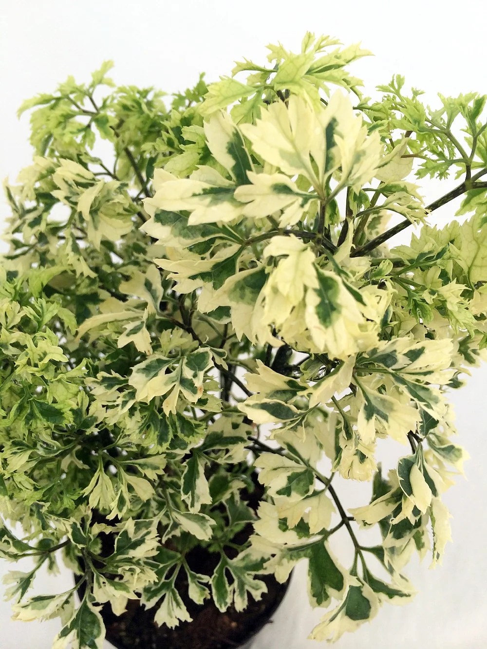 Teatralna Radom Pl Indoor 4 Pot Snowflake Ming Aralia Bonsai Tree Polyscias Fruticosa Patio Lawn Garden Bonsai