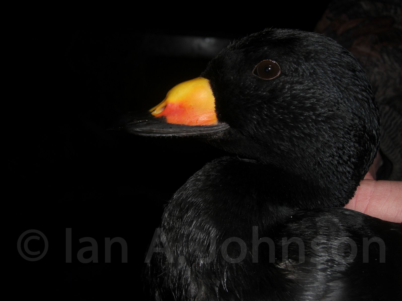 Black Scoter