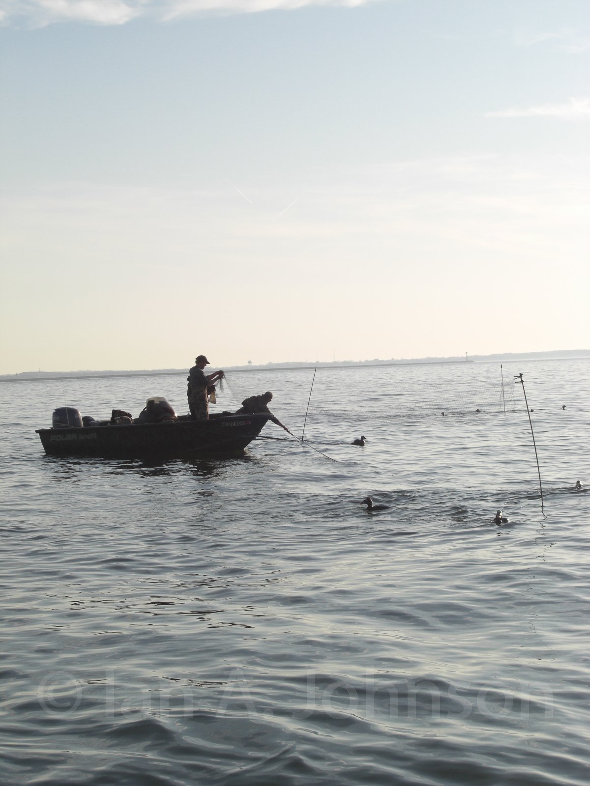 One of the ways to capture sea ducks is to decoy them into a mist-net. Here, the works on a net during morning capture