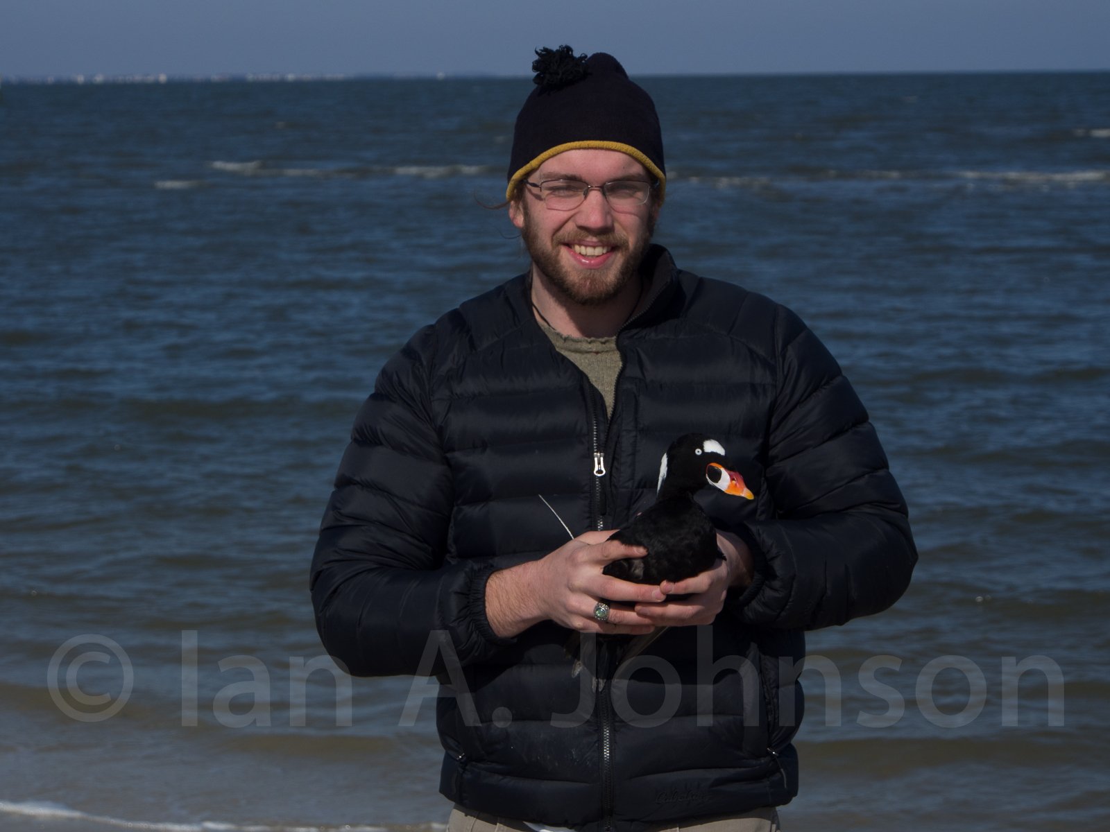 This surf scoter has been outfitted with a transmitter to better understand its movements up and down the Atlantic coast.
