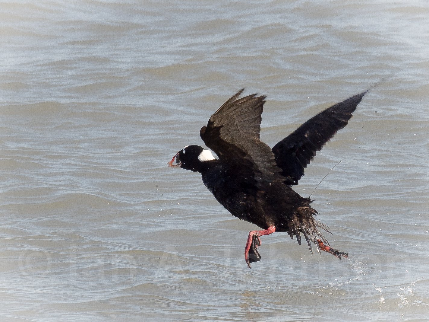 This surf scoter has been outfitted with a transmitter to better understand its movements up and down the Atlantic coast.