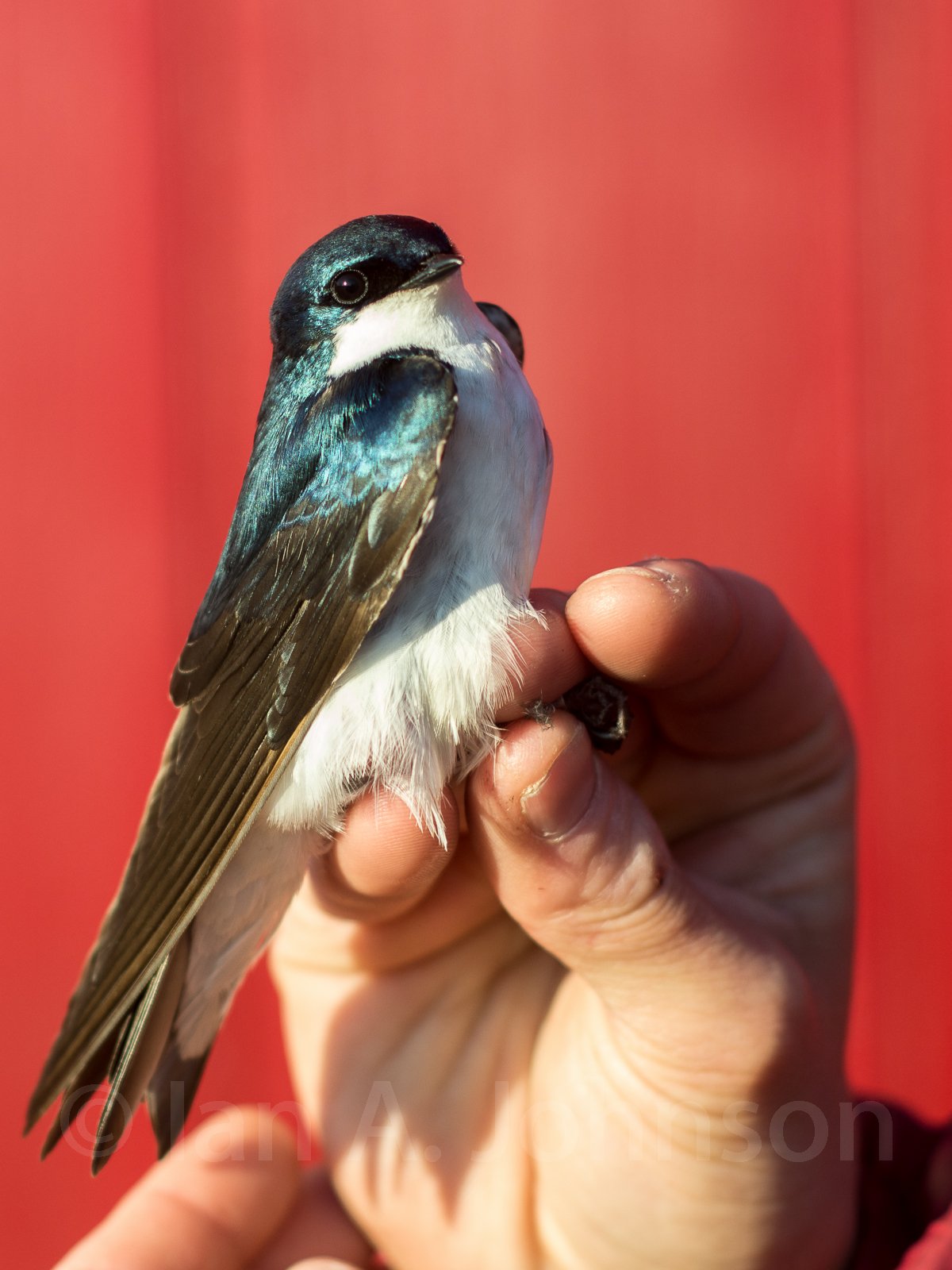Working at a banding station allows you to see a lot of birds up close. This tree swallow was captured at River Point Conservation Area, Maine