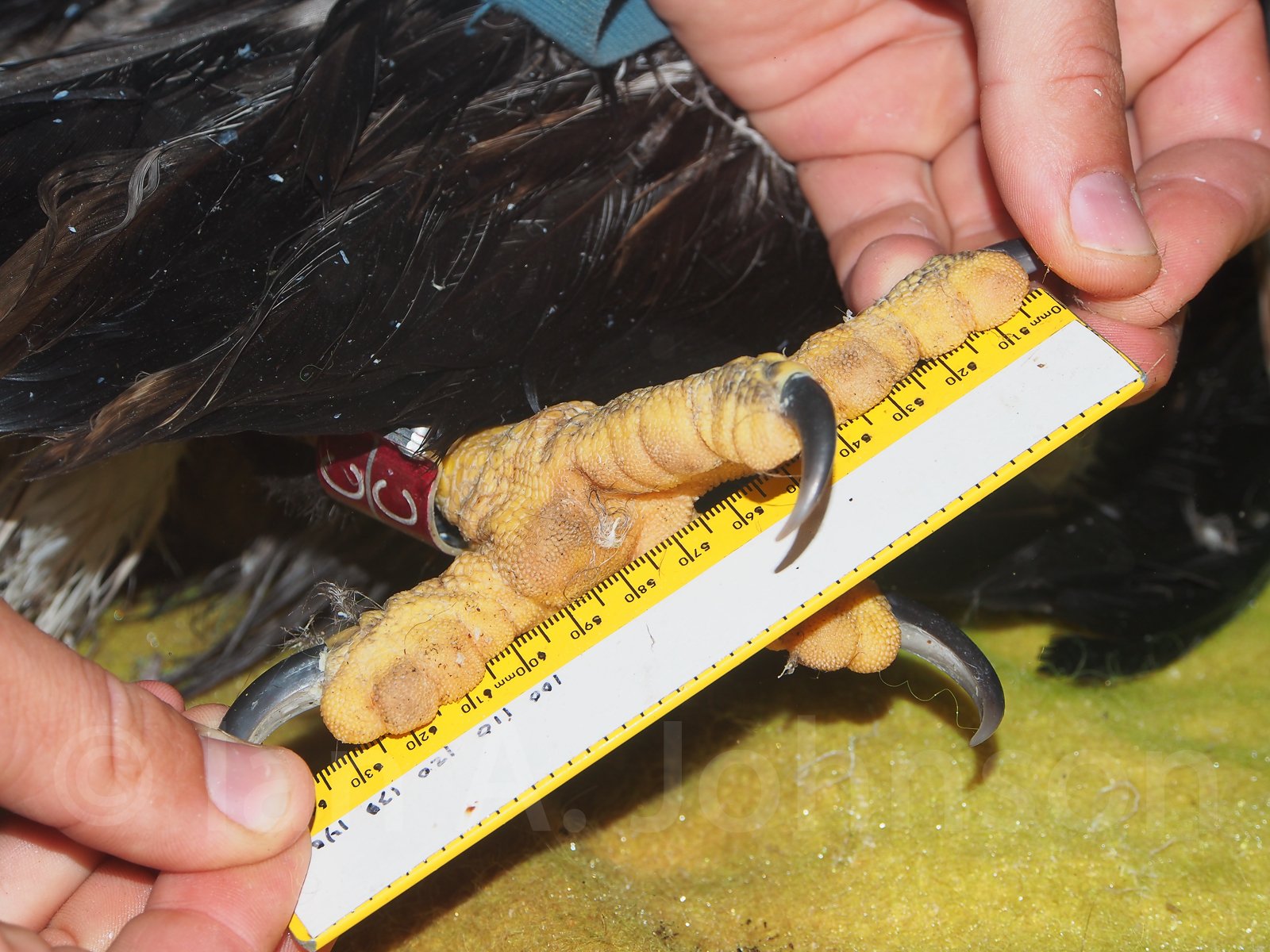 Taking some standard measurements on a eaglet chick including the halix length