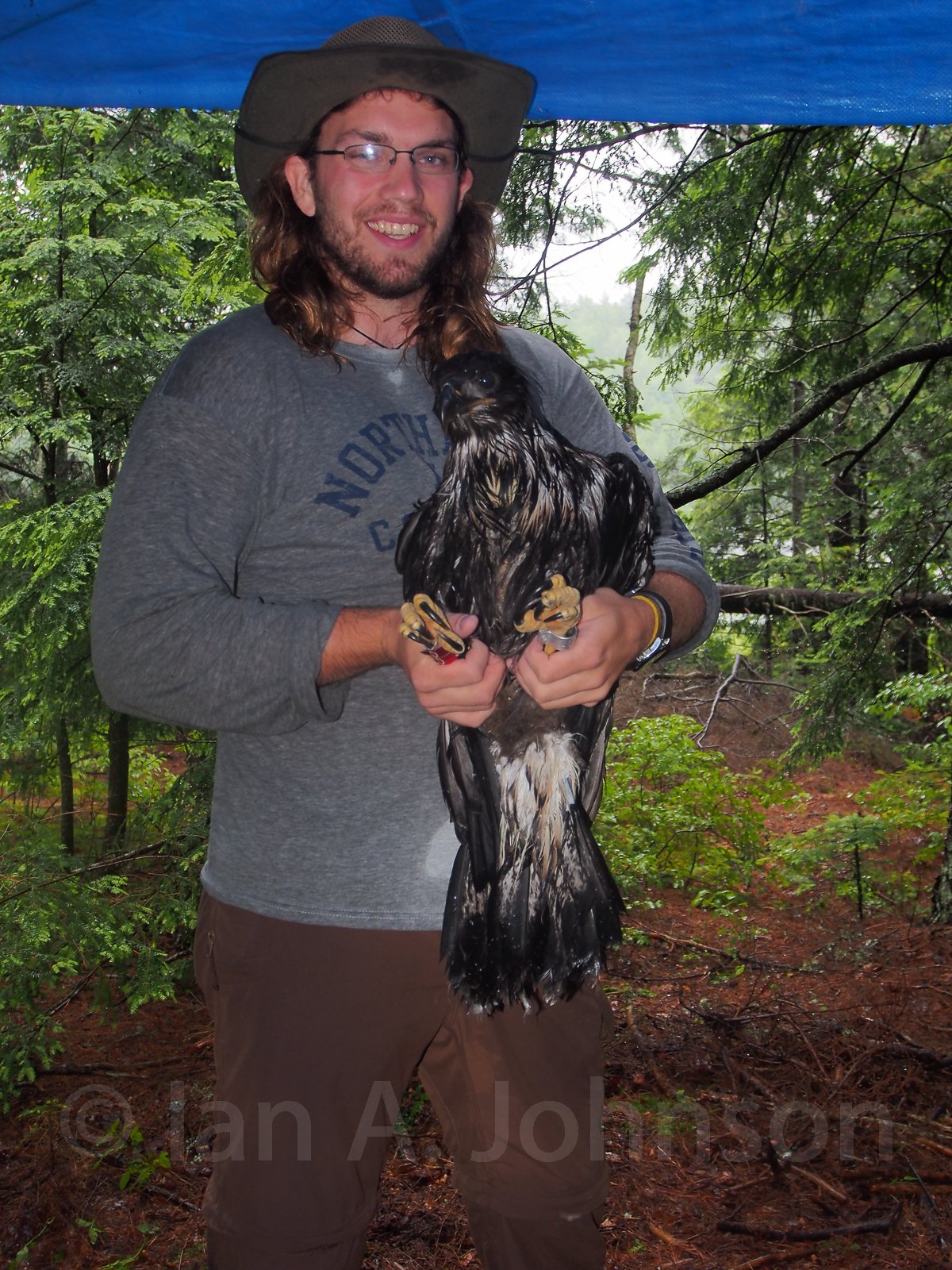 A wet day to be a biologist and eaglet chick! This bird has been outfitted with a GSM transmitter to better understand its movements