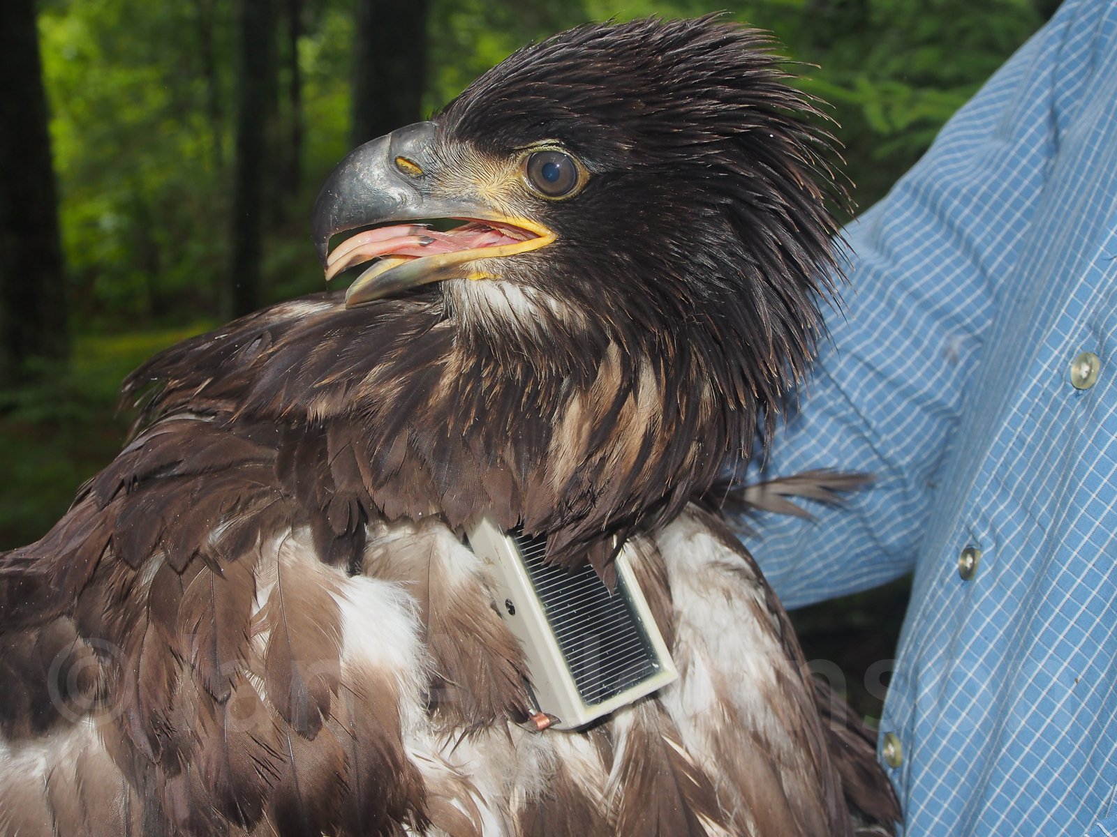 This eaglet chick is just about ready to head back home to its nest. Successful deployment of the GSM transmitter.