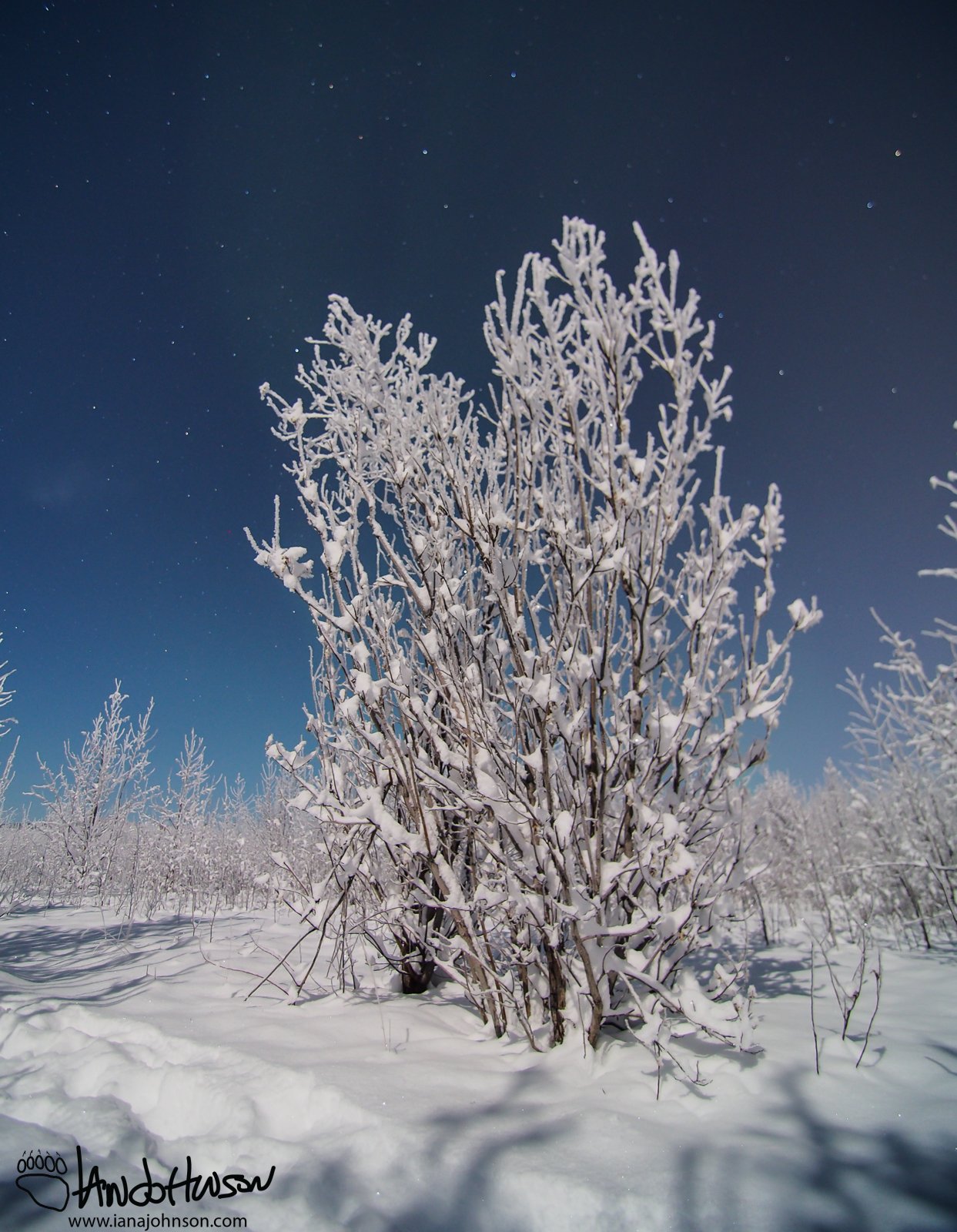 Lone Tree Color