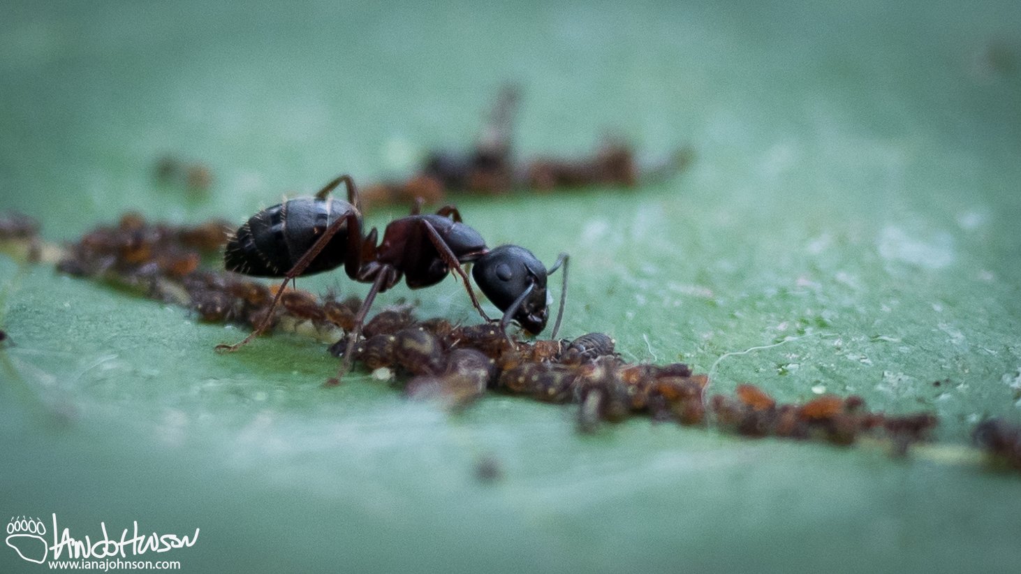 August 3rd : Ant tending aphids