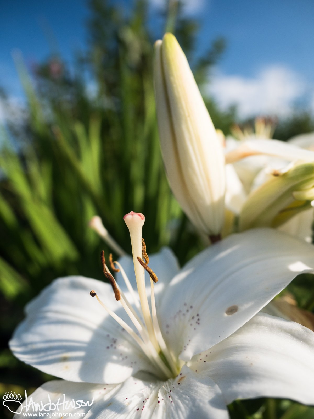 August 7th : Lily portrait