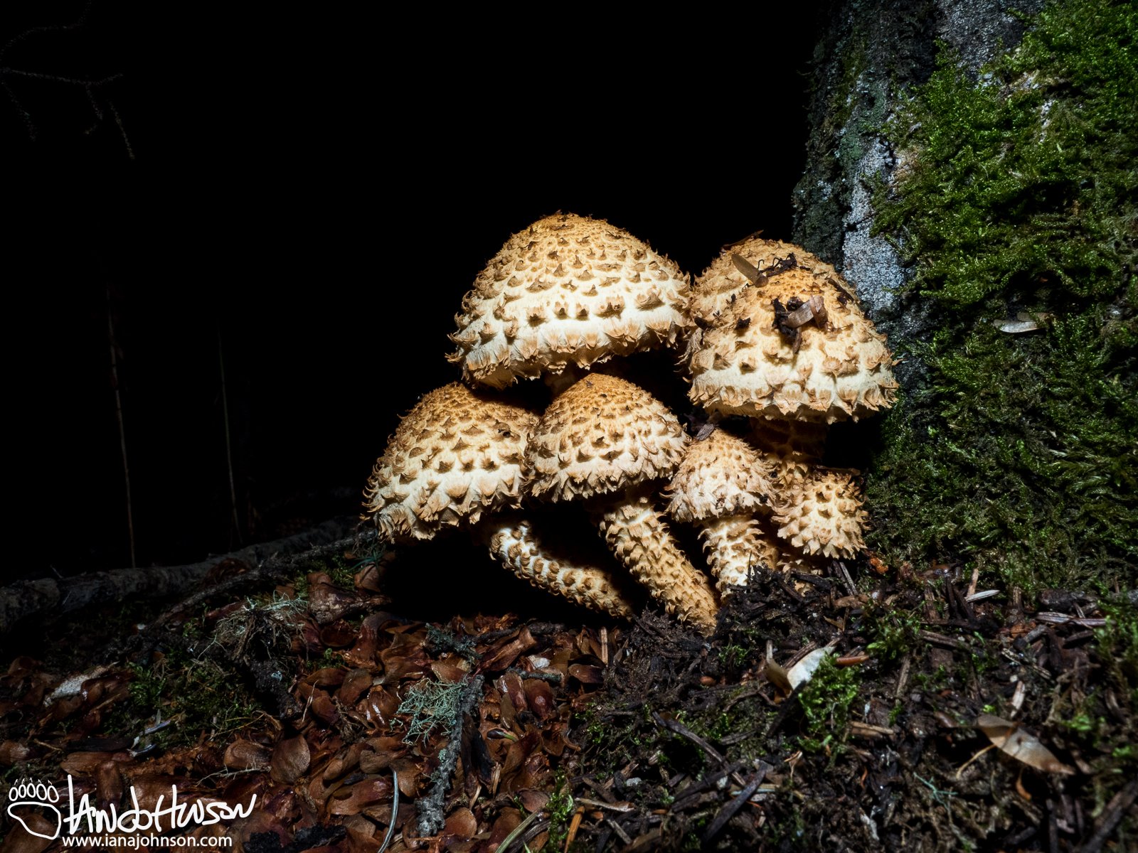 August 17th : Mushrooms in the dark