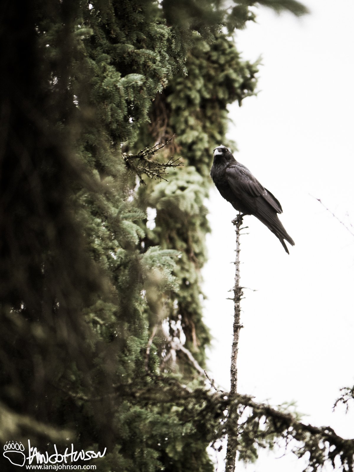 August 18th : Raven sentinel
