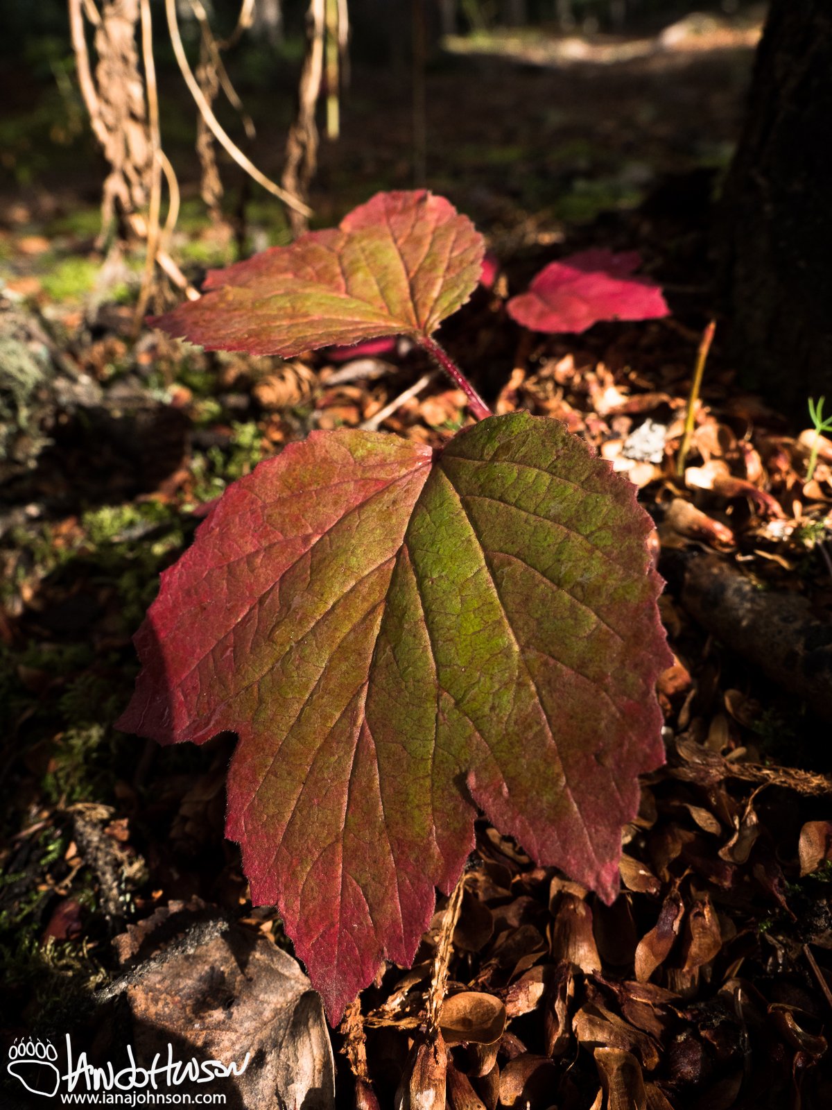 August 19th : crimson fall