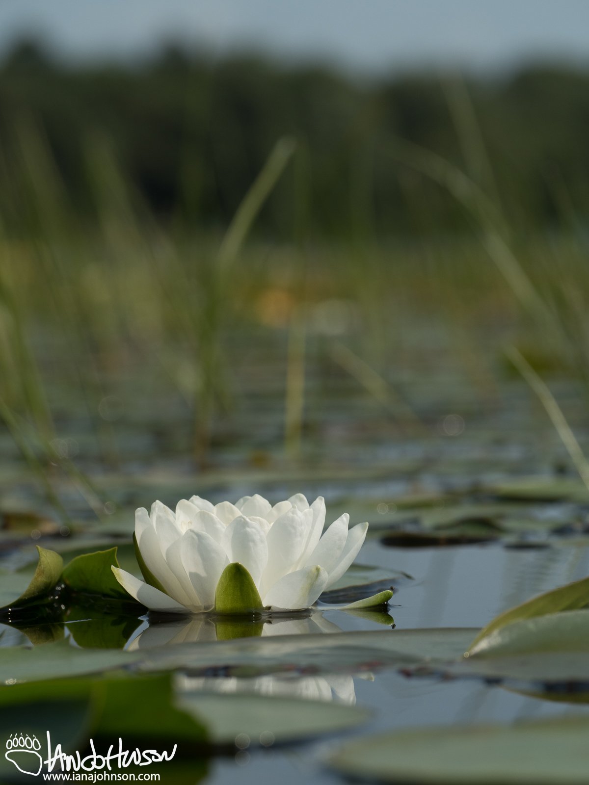 August 28th : white lilies at the lake
