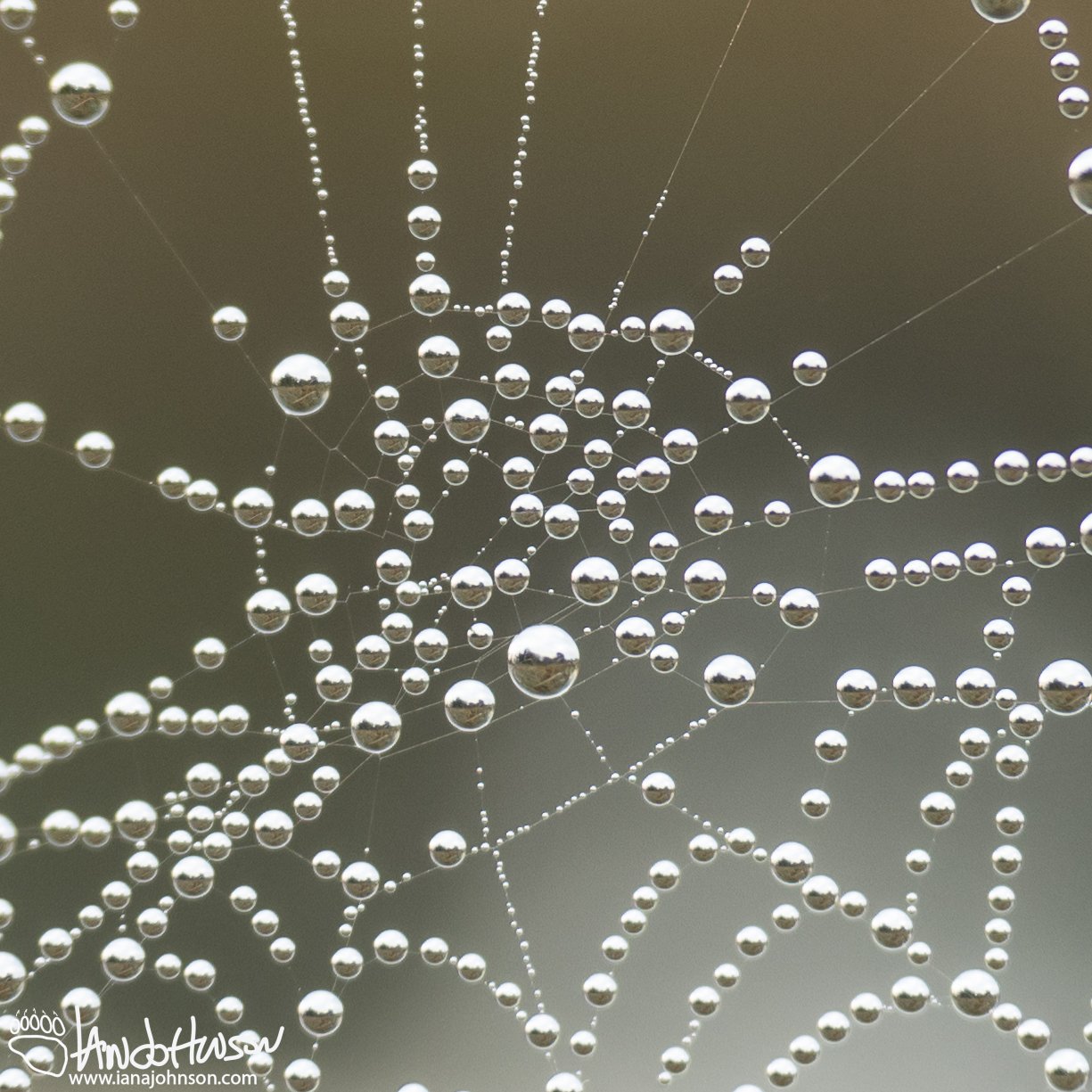 September 2nd : A dewy morning