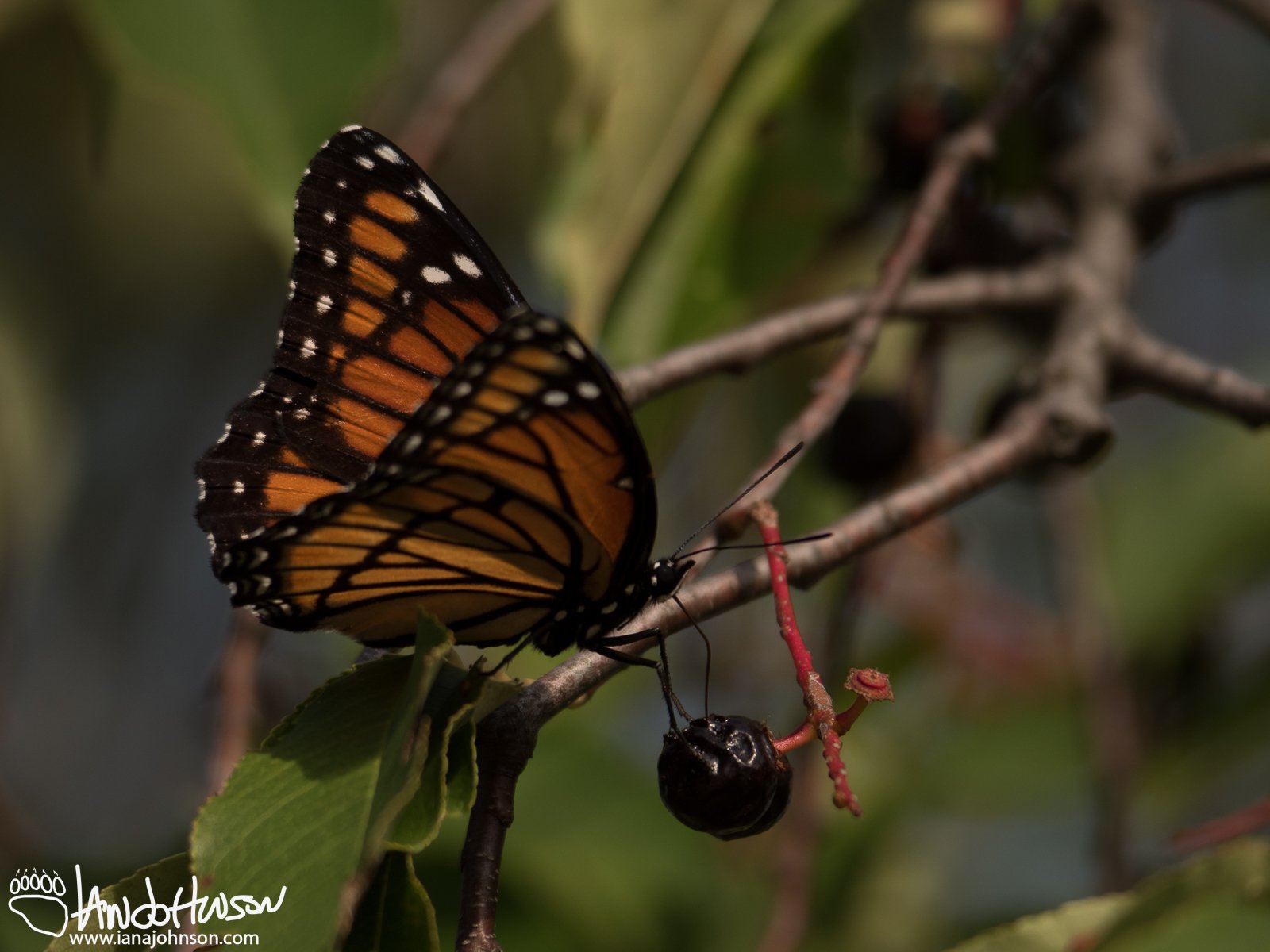 September 1st : Viceroy butterfly, Maplewood State Park
