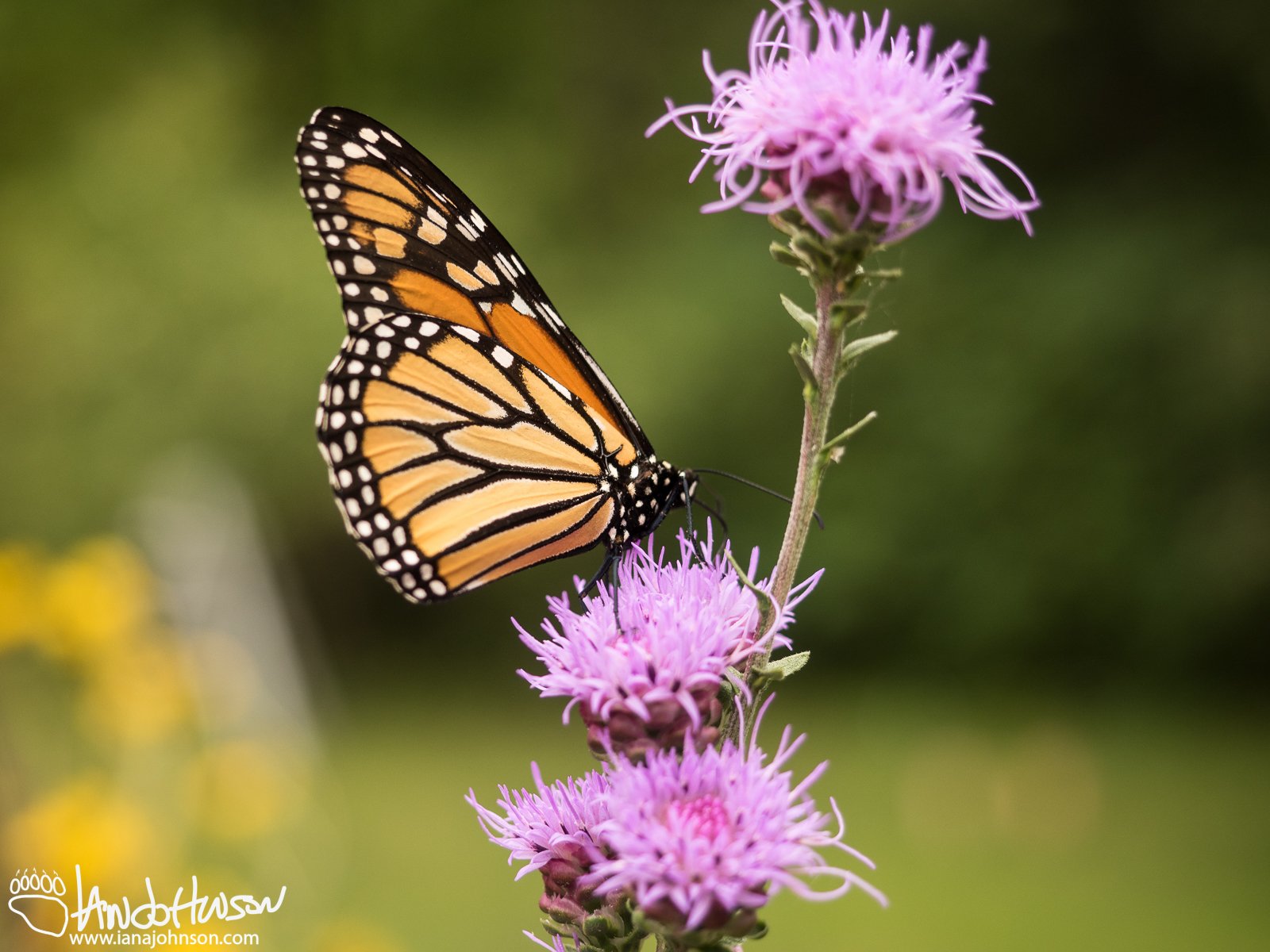 September 5th : Monarch Butterfly on Meadow Blazing Star