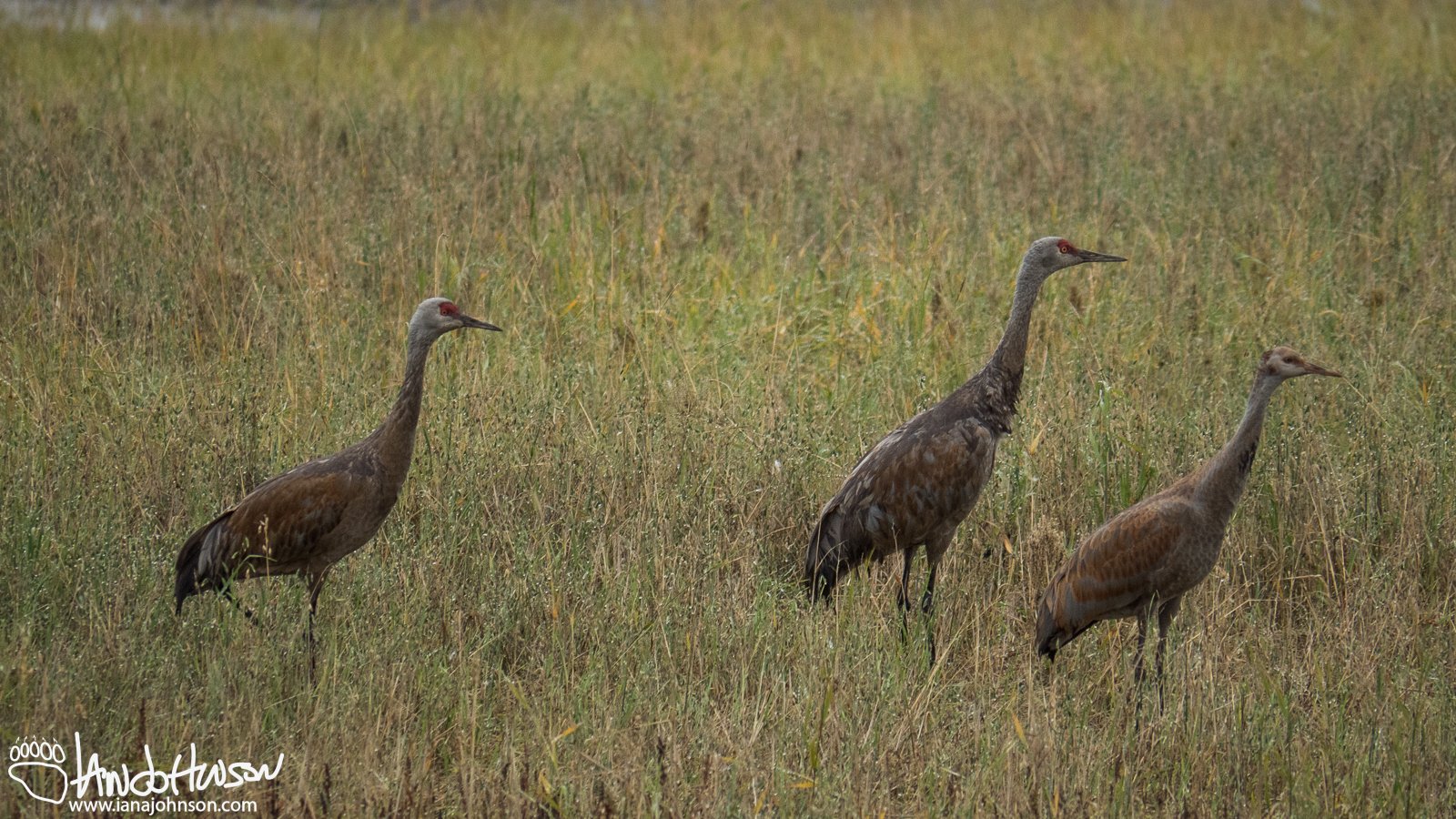 September 16th : Soggy Sandhill Cranes