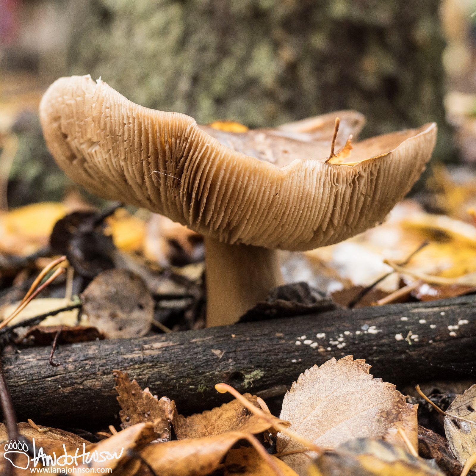 September 17th : Autumn fungi