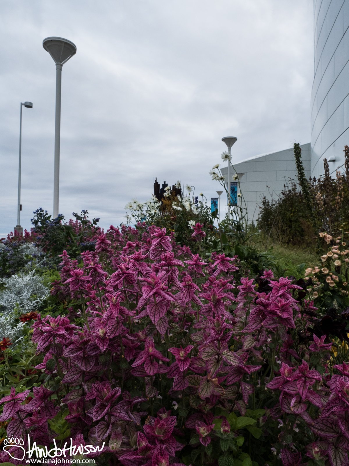 September 21st : Coleus