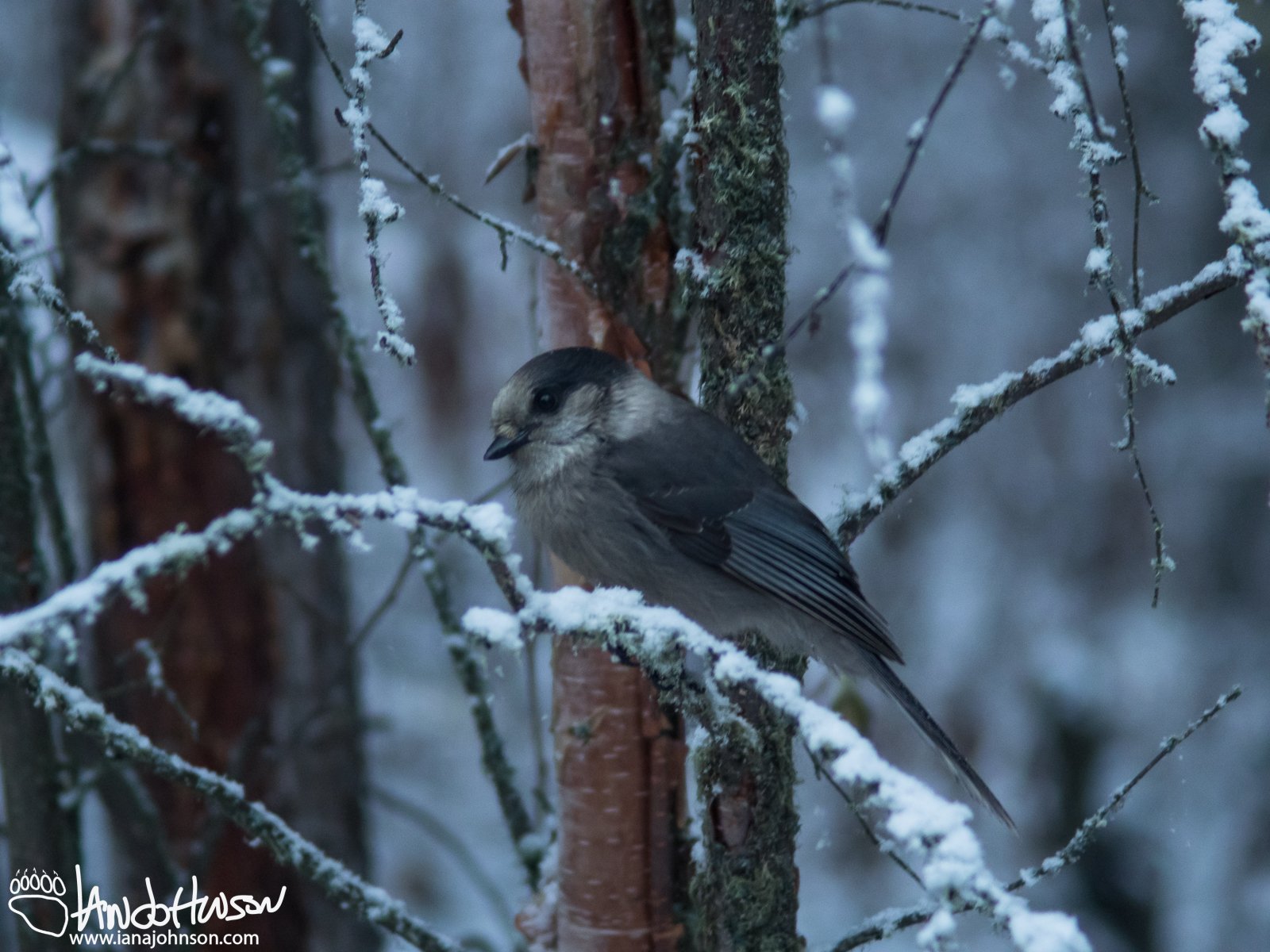 September 25th : Gray Jay, Gray Day