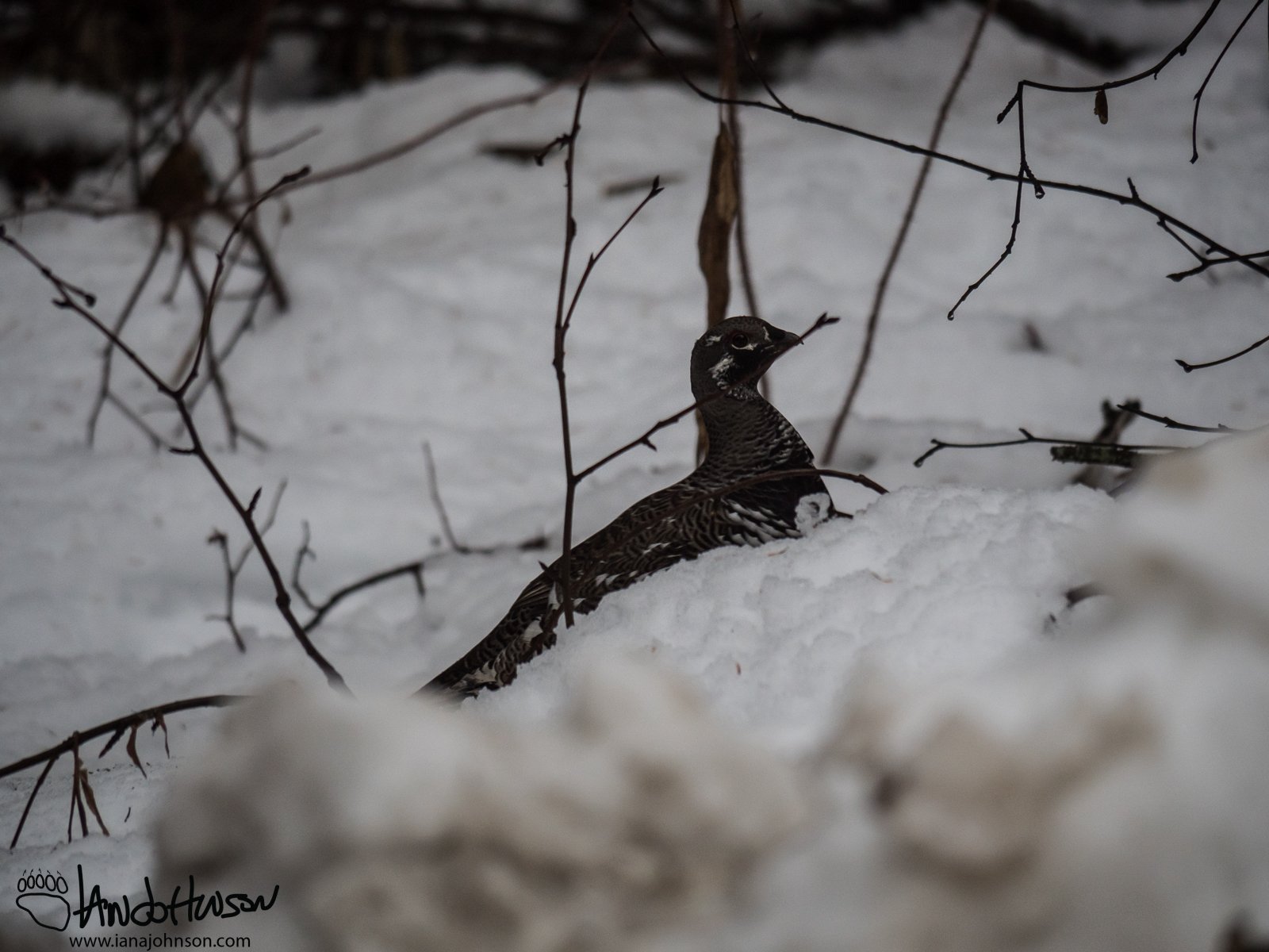 October 4th : Spruce Grouse on my Way to work