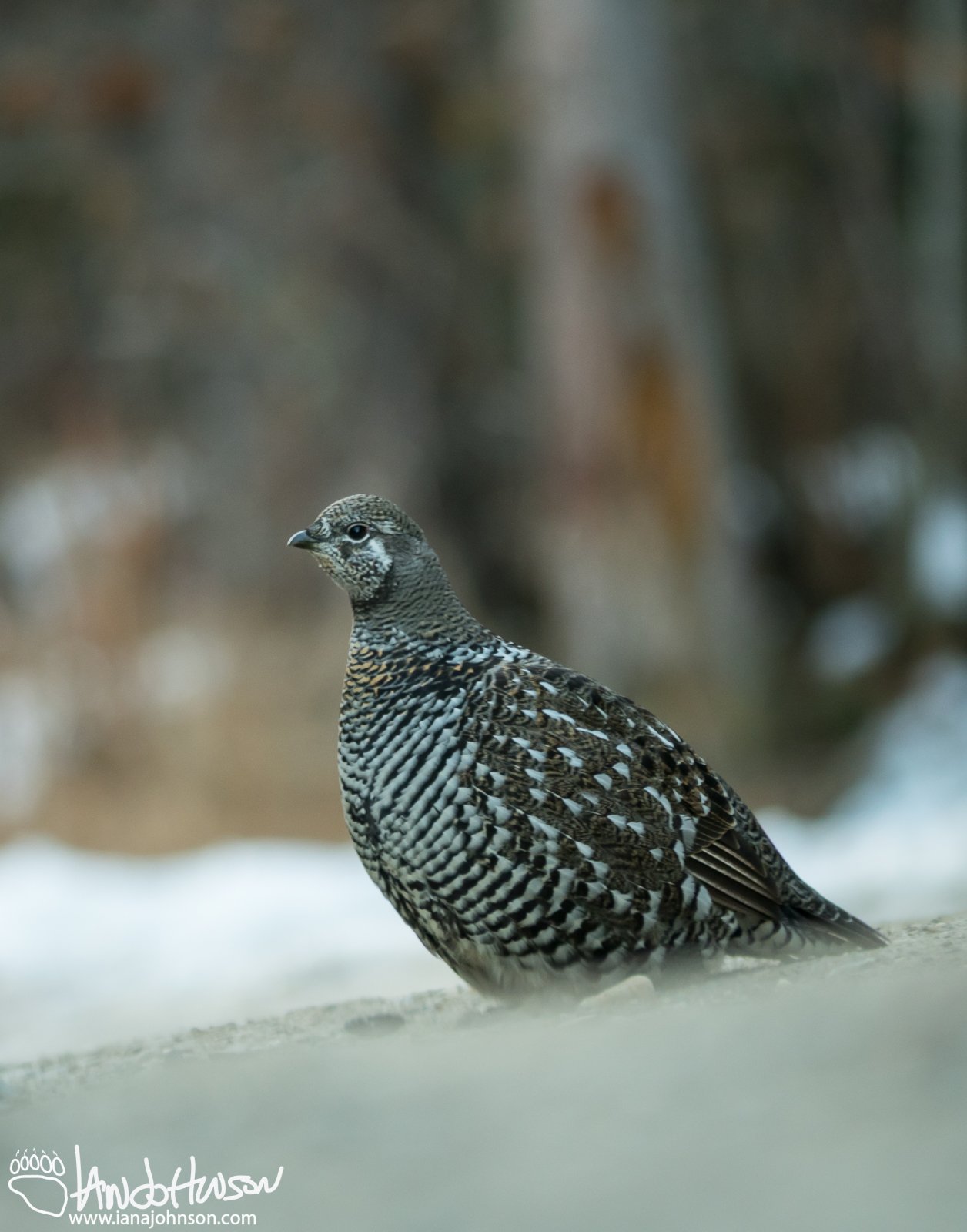 October 13th : Belly-crawling for a spruce grouse