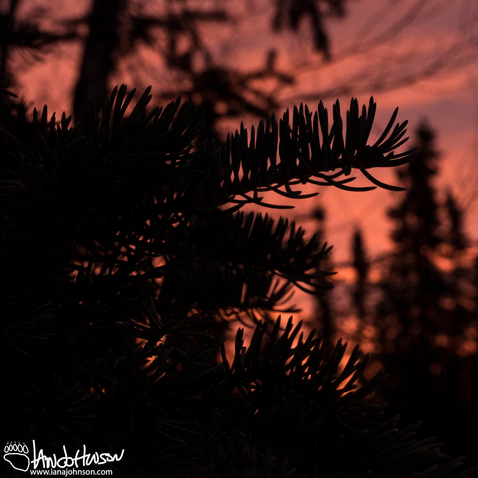 October 14th : Sunrise through the spruces