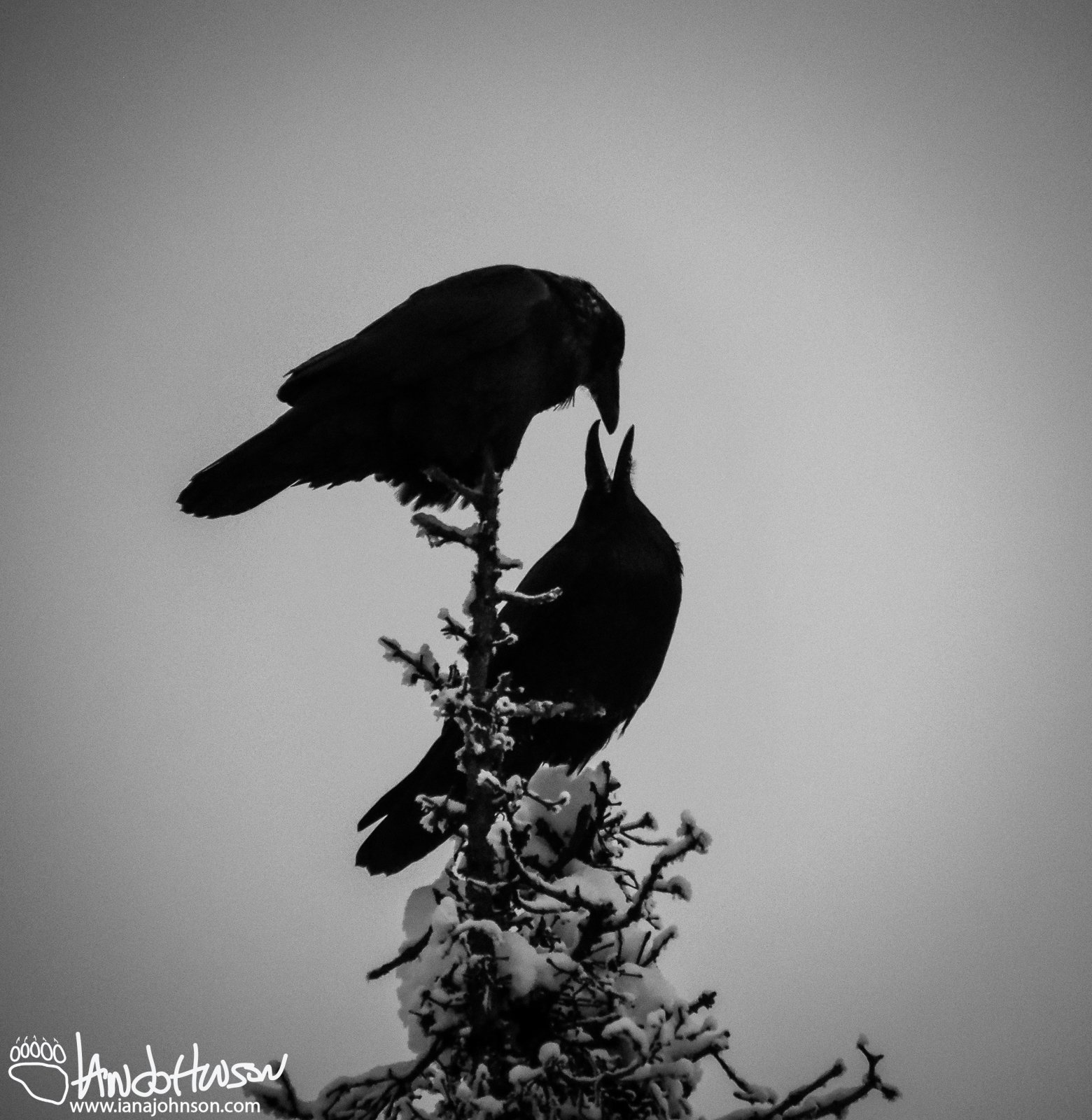 November 18th : Raven banter