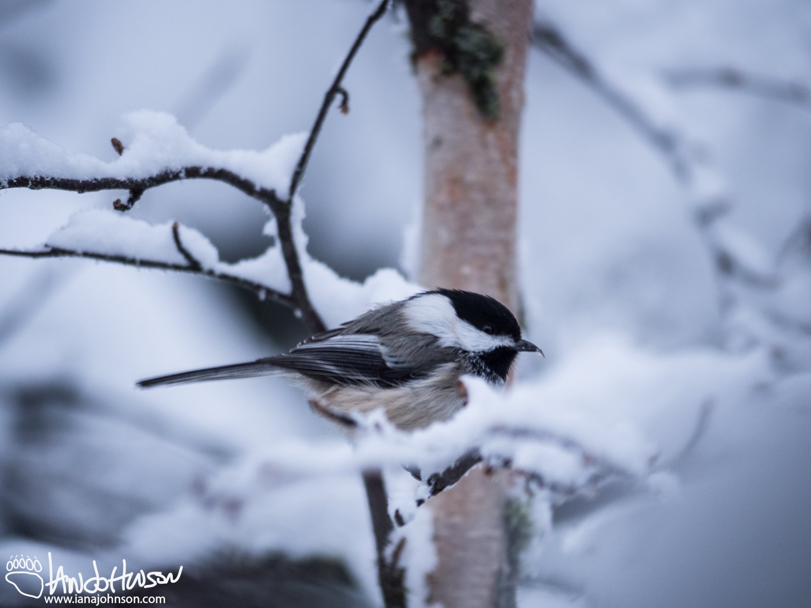 November 25th : Black-capped Chickadee