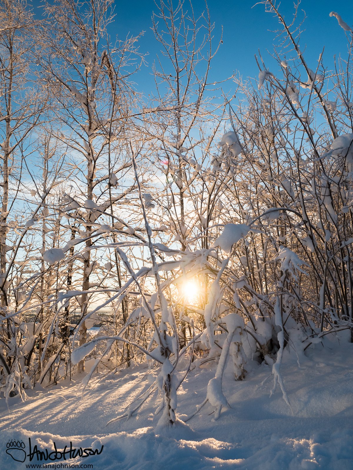 December 1st : Sunburst through a winter wonderland