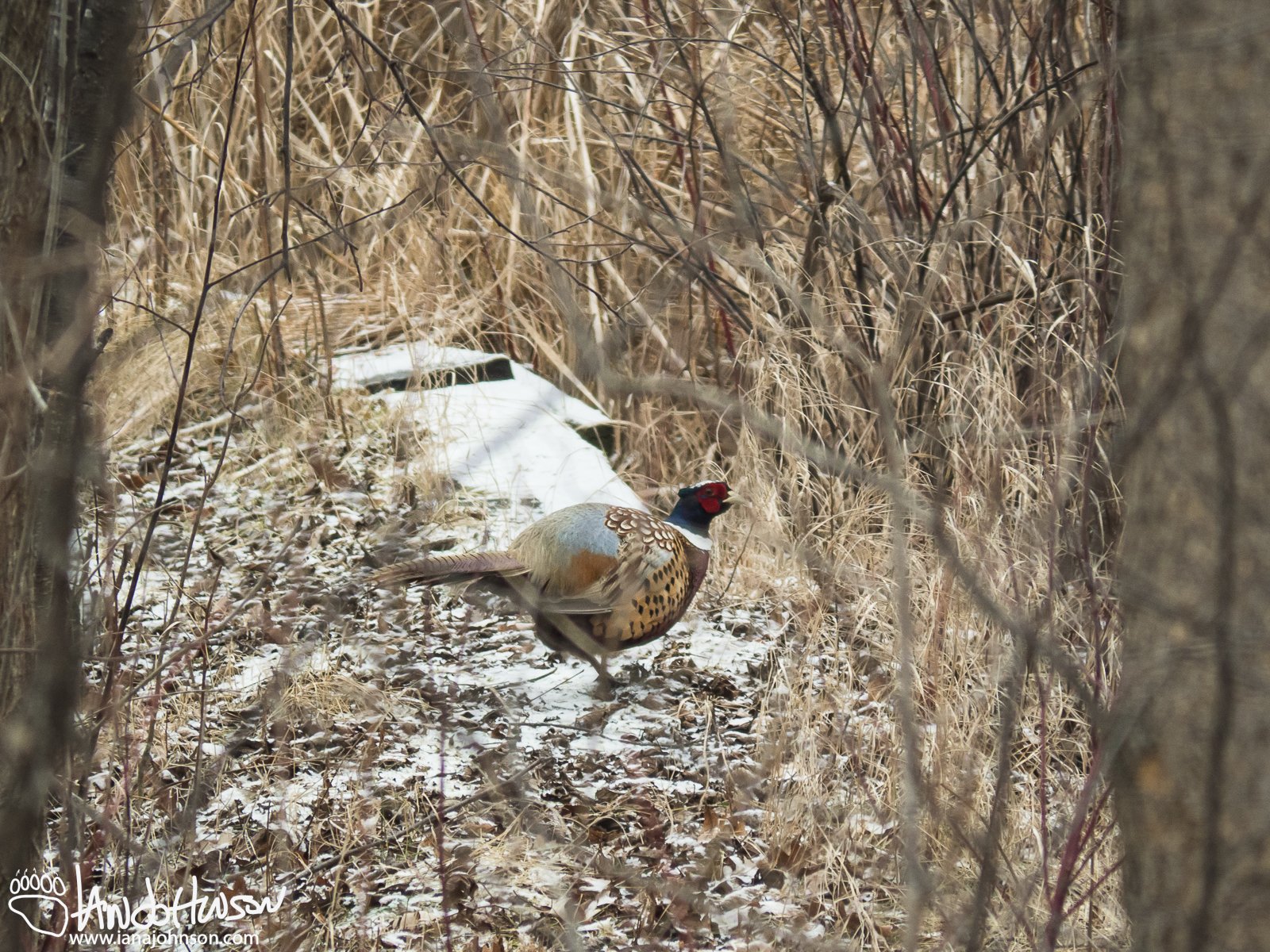 December 15th : First ever rooster pheasant sighting in the yard!