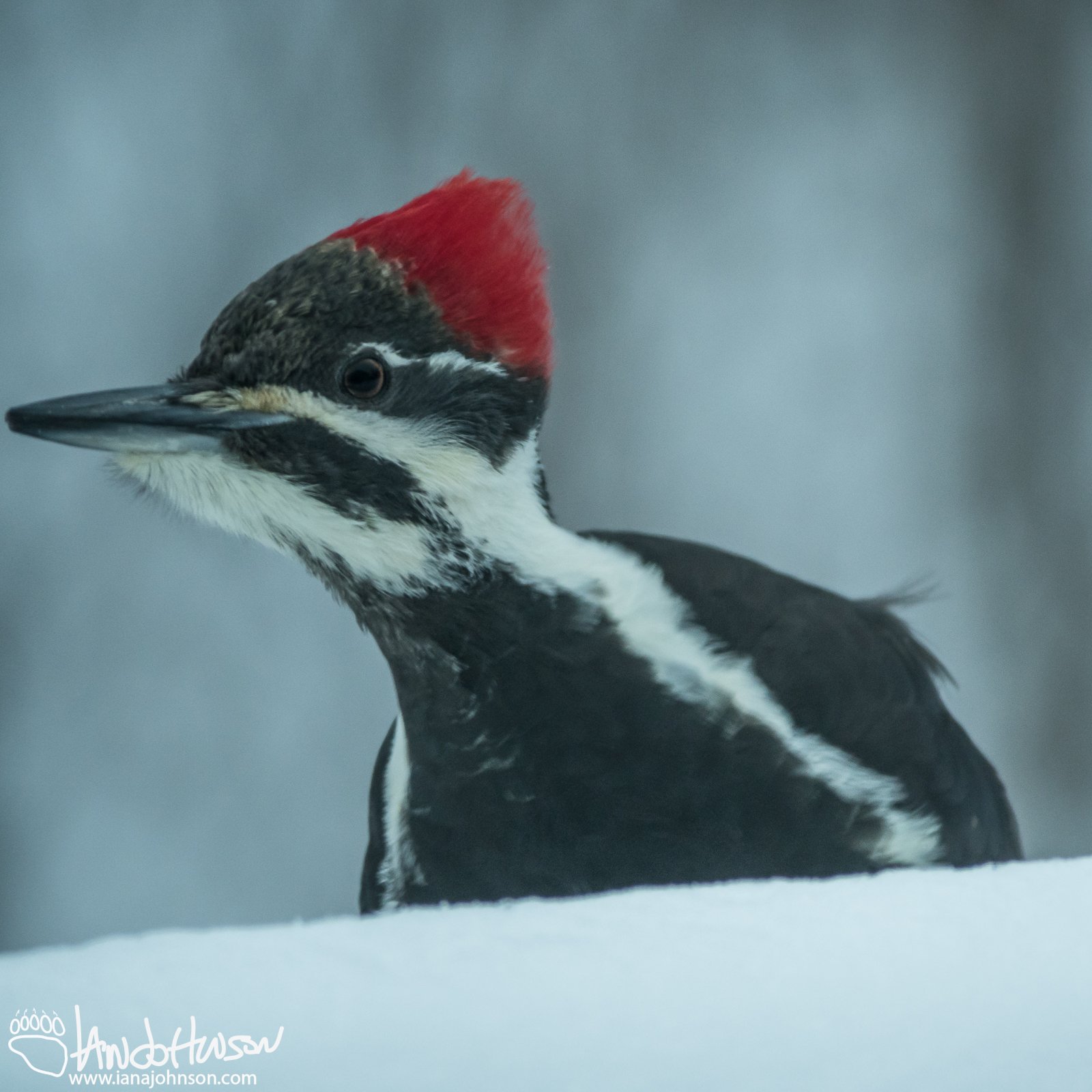 December 22nd : Woody the woodpecker