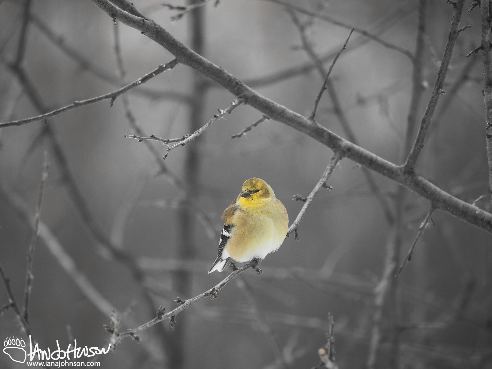 December 28th : Winter plumage Gold Finch