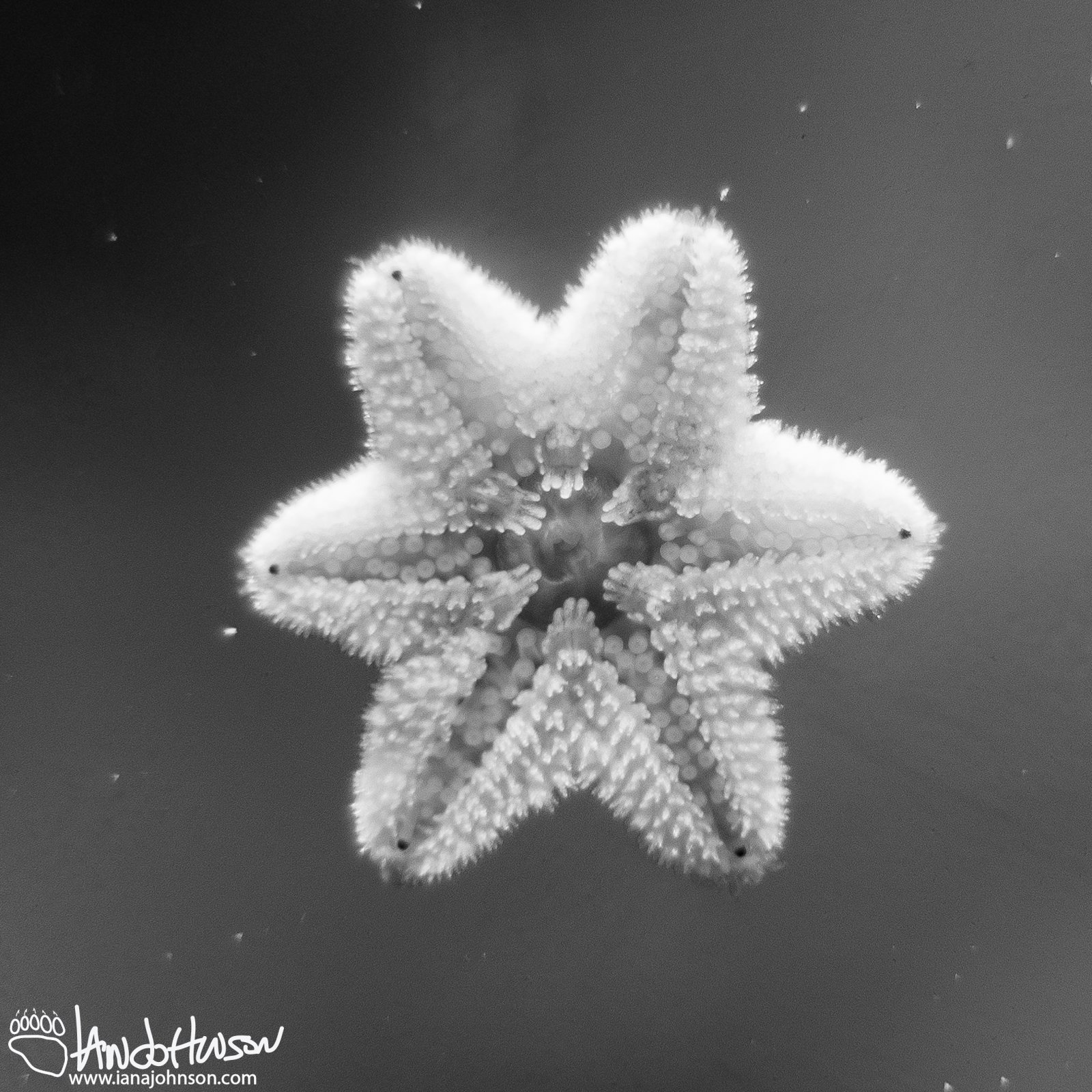December 29th : Starfish