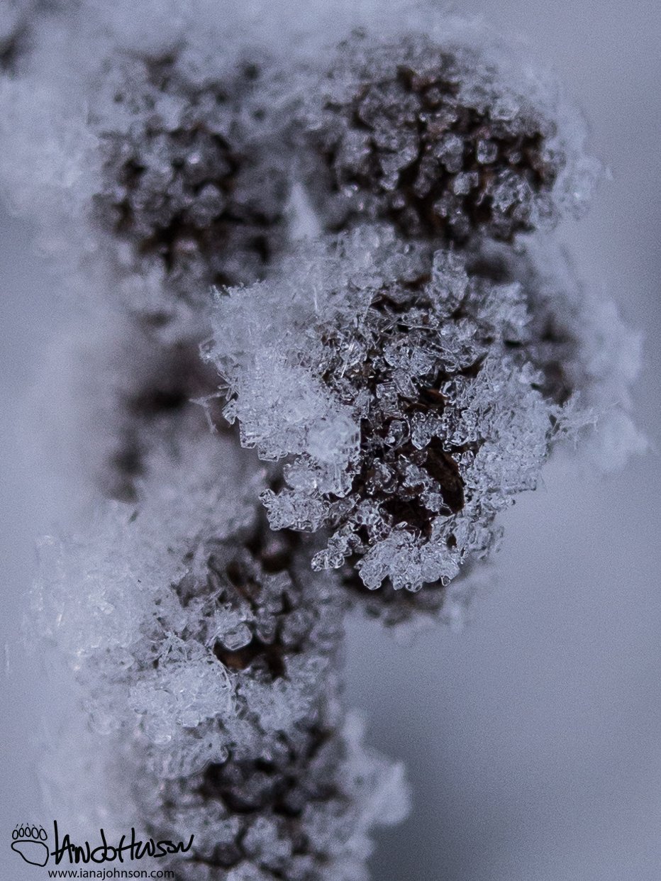 January 9th : An alder cone is encrusted in ice for the long winter
