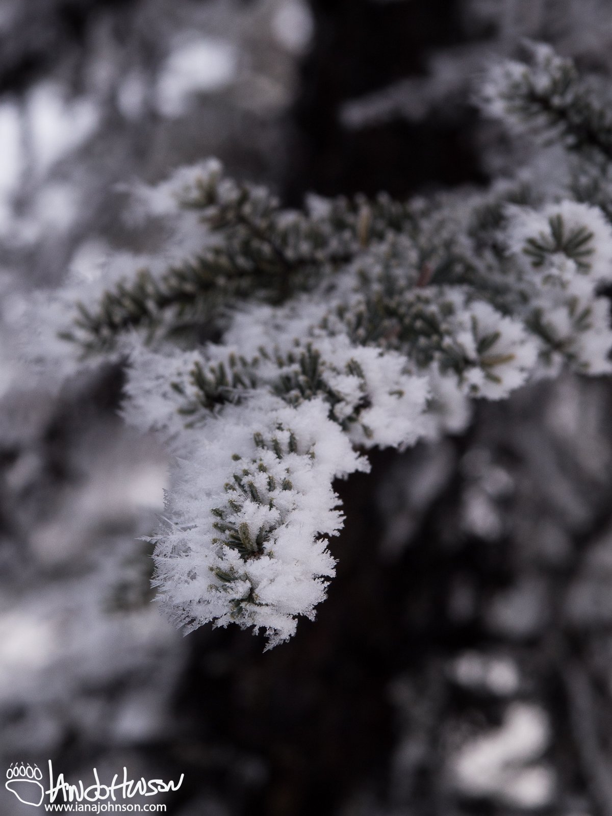 January 19th : Hoar frost covers a black spruce bow in the hills above Fairbanks, Alaska.