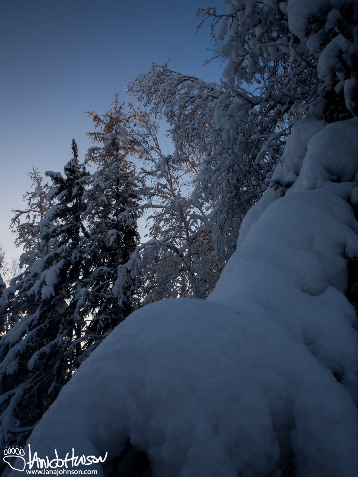 January 23rd : Bearing snow in the Fairbanks area