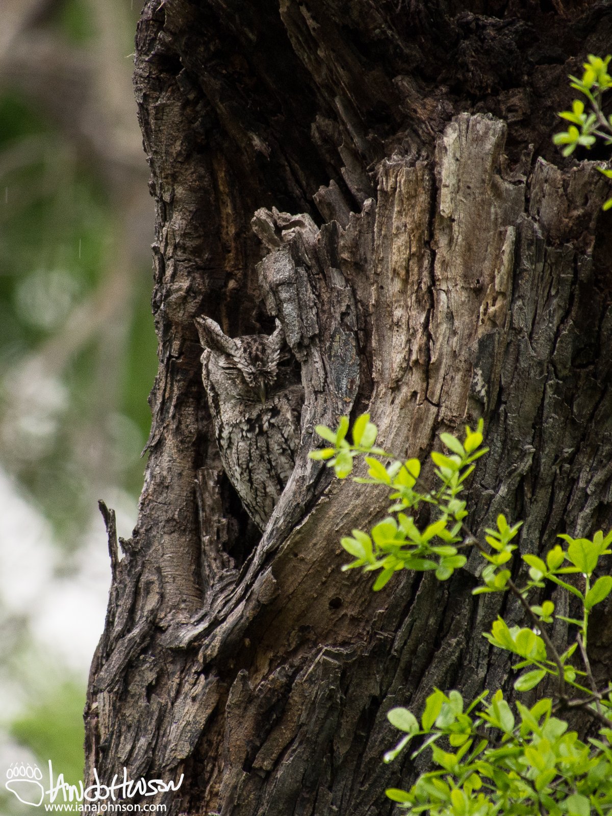 March 15th : Eastern Screech Owl