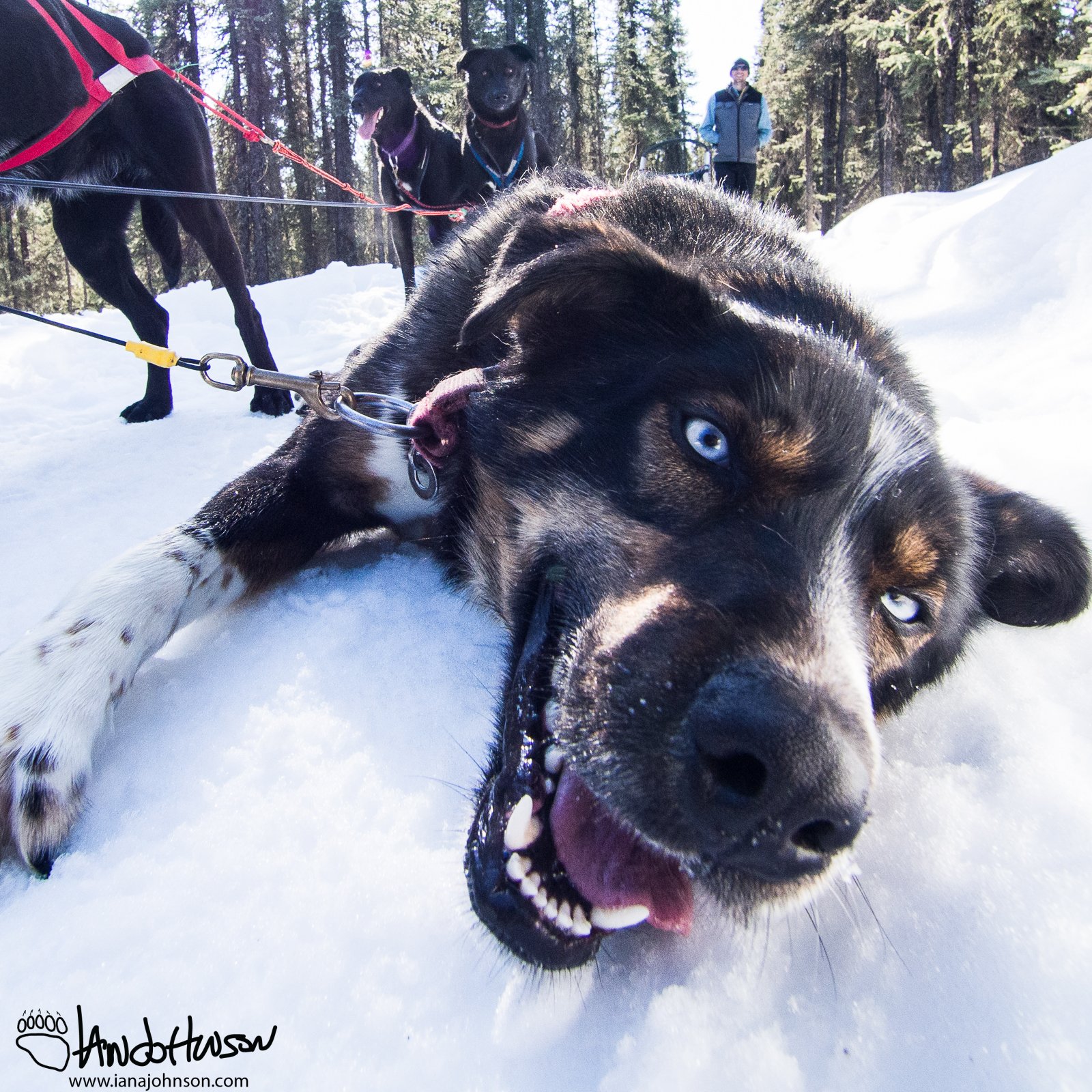 March 28th : George the happy sled dog!