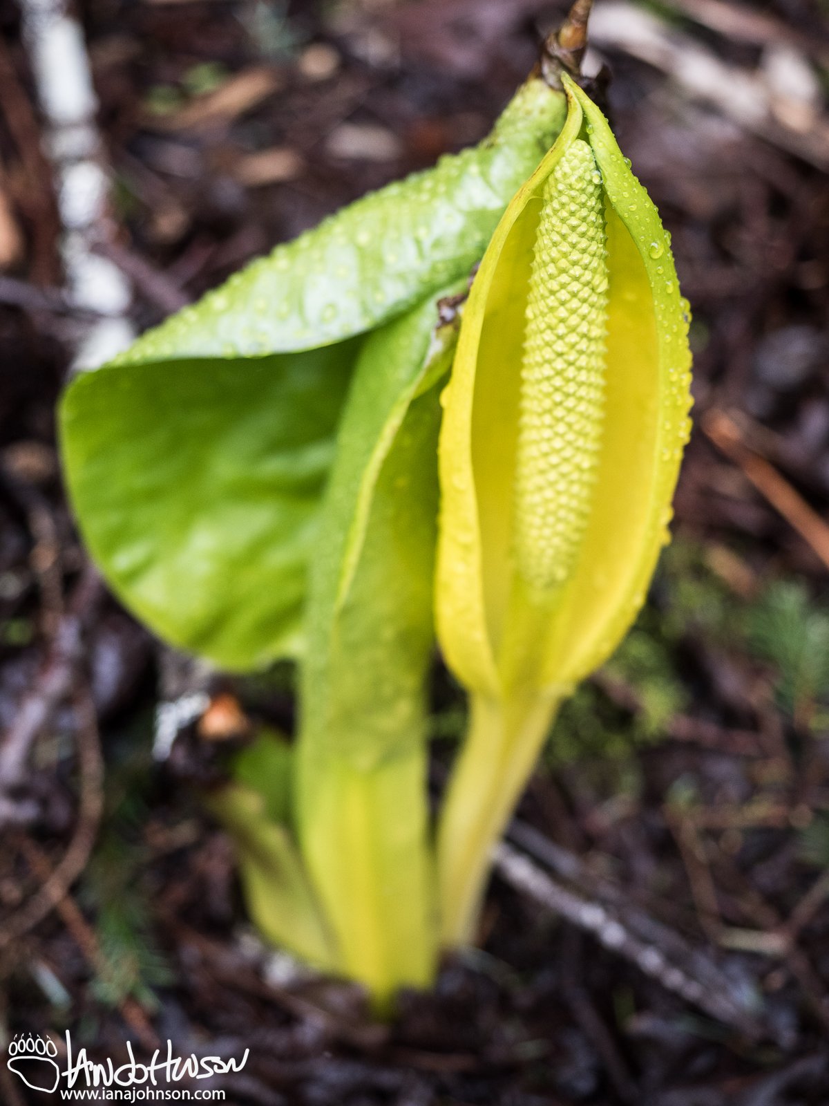 April 15th : Skunk Cabbage
