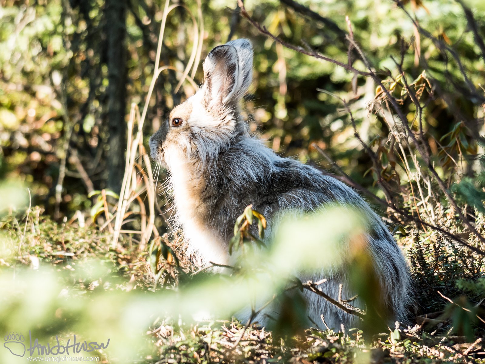 April 30th : Spring Hare