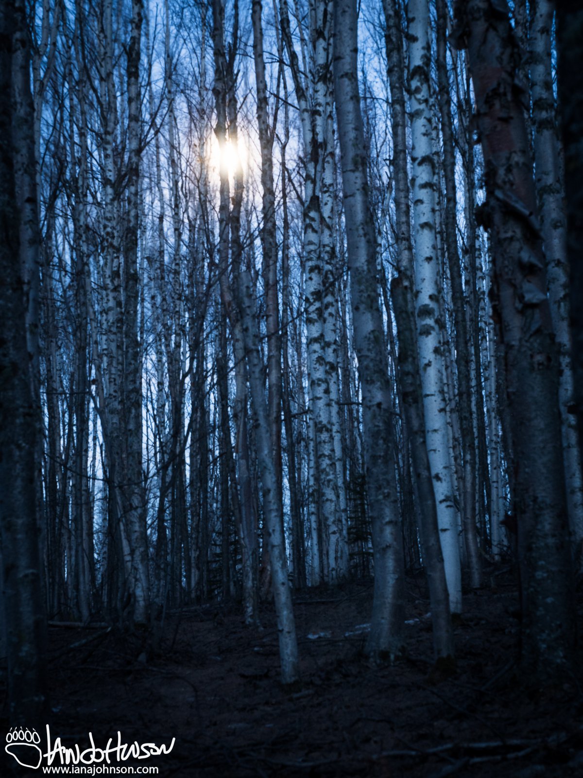 May 2nd : Moonlight in the birches